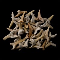 Sand Shark Fossil Tooth Group