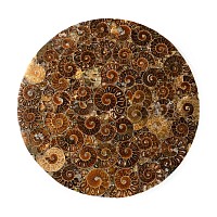Large Polished Ammonite Platter