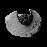 Fossil Cornuproetus Fossil Trilobite on Matrix