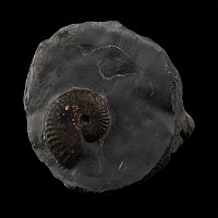 Fossil Ammonite on Matrix
