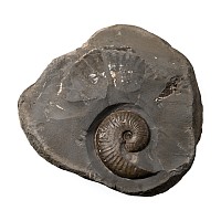 Fossil Ammonite on Matrix