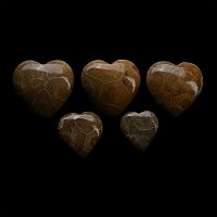 Polished Fossil Coral Head Heart Group