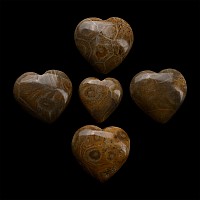 Polished Fossil Coral Head Heart Group