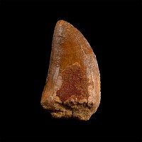 Carcharodontosaurus North African 'T-Rex' Fossil Dinosaur Tooth