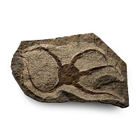 Fossil Brittle Star on Matrix