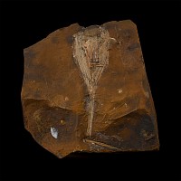 Fossil Ginko Leaf on Matrix