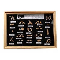 Fossil Shark's Teeth in Display Case