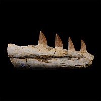 Mosasaur 'Marine Dinosaur' Fossil Jaw Fragment