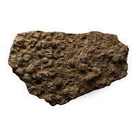 Large Fossil Shell Cluster on Matrix