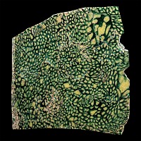 Large Roman Green Mosaic Glass Fragment