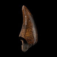 The Tooth of a North American Tyrannosaurus-Rex from Montana