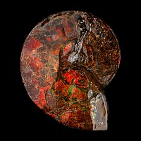 Large Iridescent Placenticeras Ammonite from Alberta