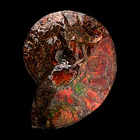 Large Iridescent Placenticeras Ammonite from Alberta