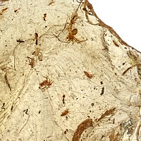 Polished Copal with Spiders and Other Insects