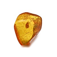 Polished Baltic Amber with an Insect