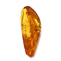 Polished Baltic Amber with Fly and Other Inclusions