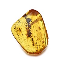 Polished Baltic Amber with a Flying Insect and Other Inclusions