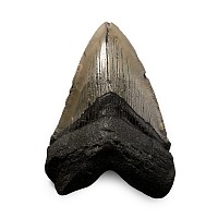 Megalodon Extinct Giant Shark Fossil Tooth
