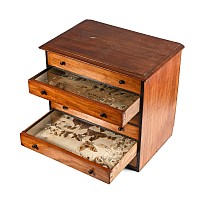 Victorian Collector's Cabinet of Drawers with Entomological Collection