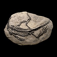 Claudiosaurus Fossil Marine Reptile Skeleton in Matrix