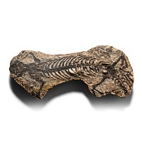 Fossil Barasaurus Skeleton in Matrix