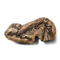 Fossil Barasaurus Skeleton in Matrix