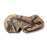 Fossil Barasaurus Skeleton in Matrix