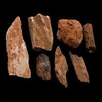 Spinosaurus Dinosaur Fossil Bone Fragment Group