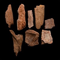 Spinosaurus Dinosaur Fossil Bone Fragment Collection