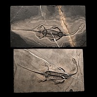 Fossil Keichousaurus Skeleton Male and Female Pair