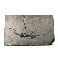 Fossil Keichousaurus Skeleton in Three-Dimensional Dorsal View