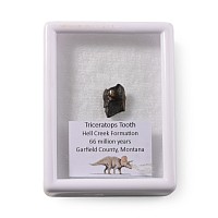 Triceratops Dinosaur Fossil Tooth