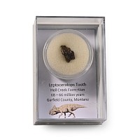 Leptoceratops Dinosaur Fossil Tooth
