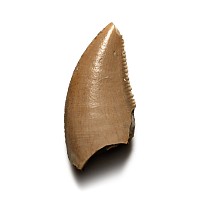 Juvenile Majungasaurus Dinosaur Fossil Tooth