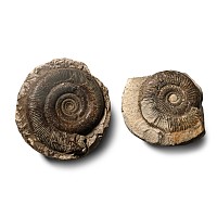 Fossil Dactylioceras Ammonite Group