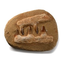 Fossil Mosasaur 'Marine Dinosaur' Teeth in Composite Jaws