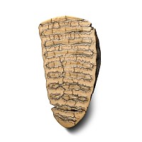Polished Tooth Section of a Baby Woolly Mammoth