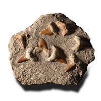 Fossil Otodus Shark Tooth Matrix