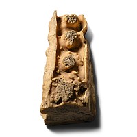 Baby Woolly Mammoth Tooth Section