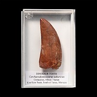 Fossil North African 'T-Rex' Dinosaur Tooth