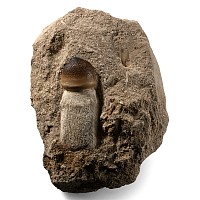 Mosasaur Globidens 'Marine Dinosaur' Fossil Tooth in a Matrix