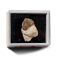 North American Fossil Oreodont Mammal Tooth