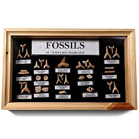 Fossil Shark's Tooth Collection