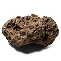 Fossil Coral Actinocyathus Specimen