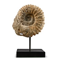 Fossil Acanthoceras Agadir Ammonite on Display Stand