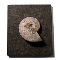 Iridescent Fossil Cleoniceras Ammonite Set in Slate