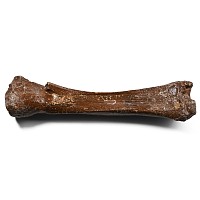 Early Horse Fossil Bone Specimen