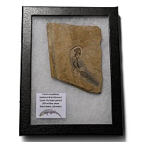 Fossil Apateon Branchiosaur Amphibian