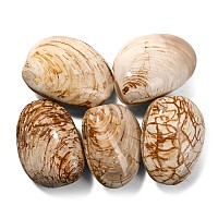 Large Polished Fossil Bivalves Collection