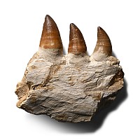 Mosasaur 'Marine Dinosaur' Teeth in Composite Jaw